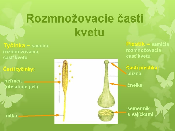 Rozmnožovacie časti kvetu Tyčinka – samčia Piestik – samičia rozmnožovacia časť kvetu Časti tyčinky: