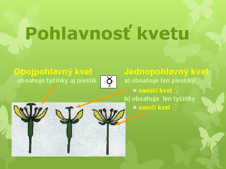 Pohlavnosť kvetu Obojpohlavný kvet obsahuje tyčinky aj piestik Jednopohlavný kvet a) obsahuje len piestiky