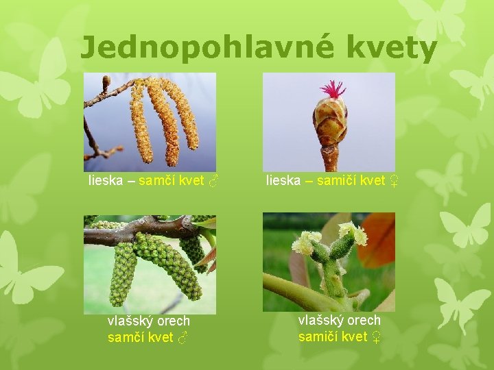 Jednopohlavné kvety lieska – samčí kvet ♂ vlašský orech samčí kvet ♂ lieska –