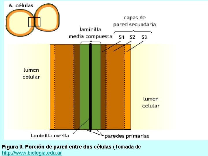 Figura 3. Porción de pared entre dos células (Tomada de http: //www. biologia. edu.