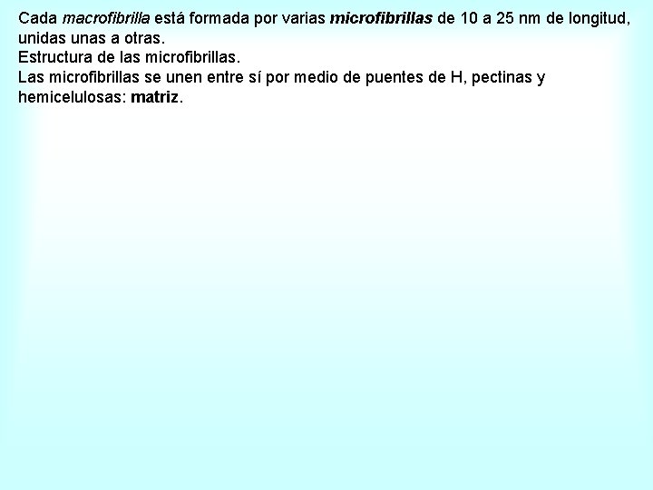 Cada macrofibrilla está formada por varias microfibrillas de 10 a 25 nm de longitud,