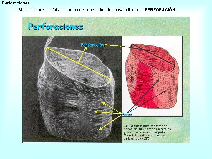 Perforaciones. Si en la depresión falta el campo de poros primarios pasa a llamarse