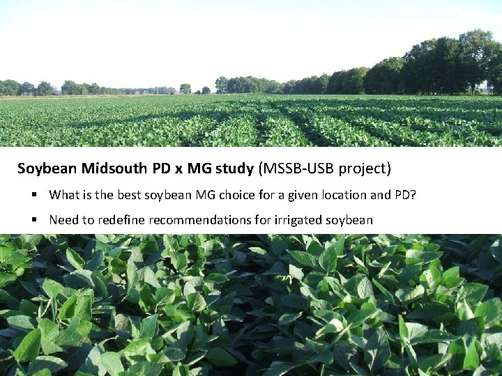 Soybean regional PD x MG study Soybean Midsouth PD x MG study (MSSB-USB project)