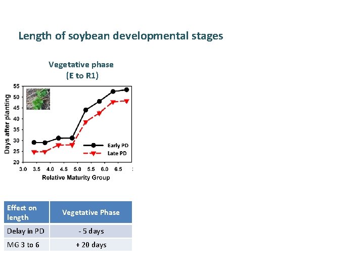 Soybean regional PD x MG study Length of soybean developmental stages Vegetative phase (E