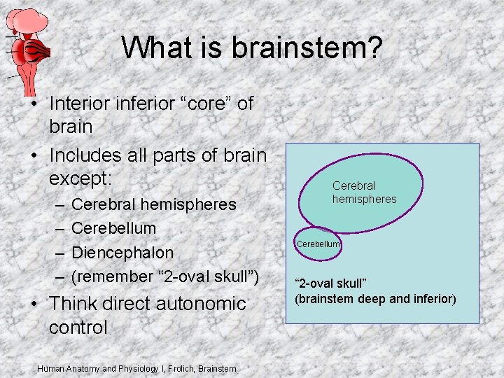 What is brainstem? • Interior inferior “core” of brain • Includes all parts of