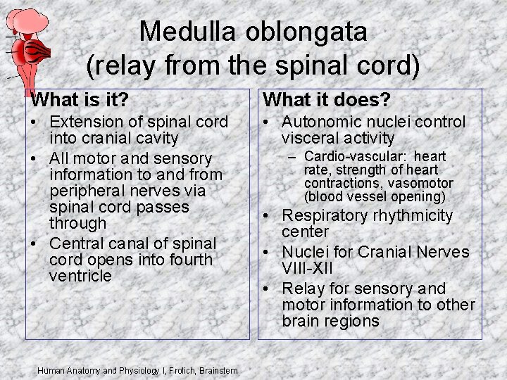 Medulla oblongata (relay from the spinal cord) What is it? What it does? •
