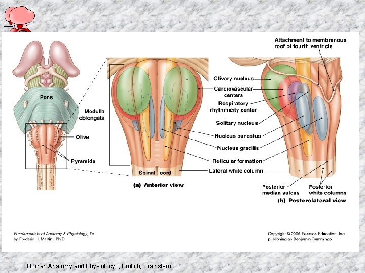 Human Anatomy and Physiology I, Frolich, Brainstem 