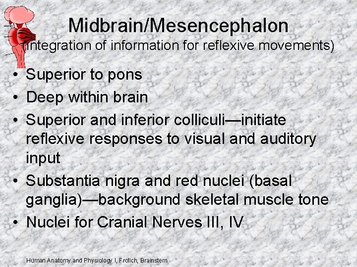 Midbrain/Mesencephalon (integration of information for reflexive movements) • Superior to pons • Deep within