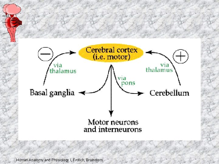 Human Anatomy and Physiology I, Frolich, Brainstem 