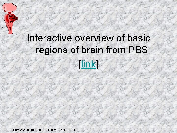 Interactive overview of basic regions of brain from PBS [link] Human Anatomy and Physiology