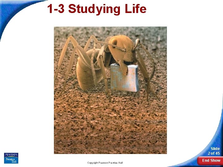 1 -3 Studying Life Slide 2 of 45 Copyright Pearson Prentice Hall End Show