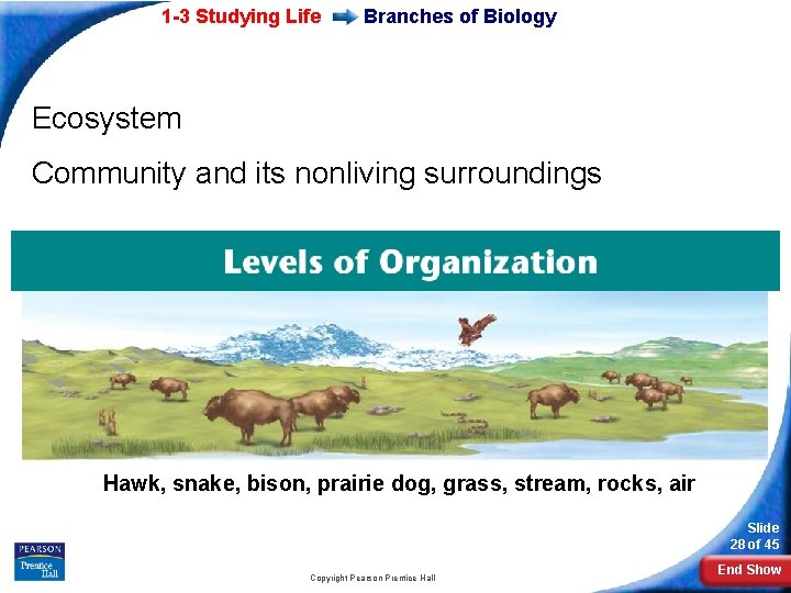 1 -3 Studying Life Branches of Biology Ecosystem Community and its nonliving surroundings Hawk,