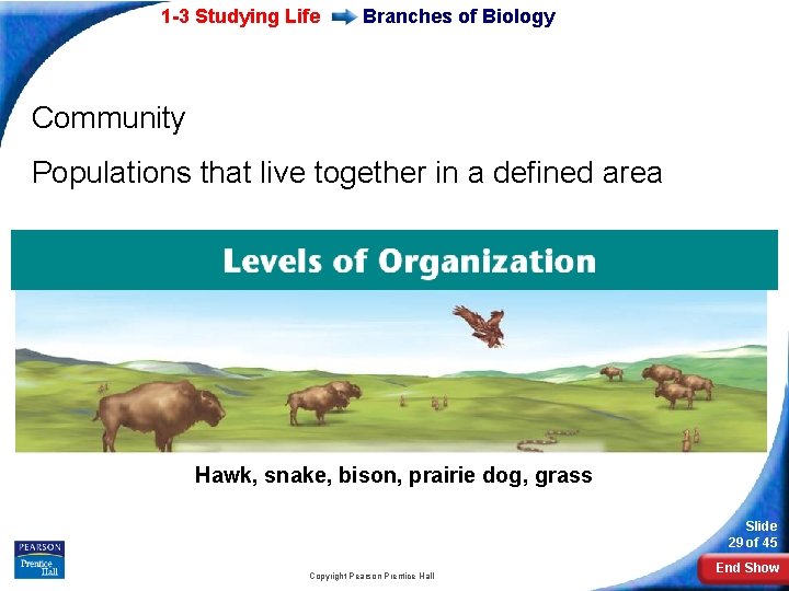 1 -3 Studying Life Branches of Biology Community Populations that live together in a