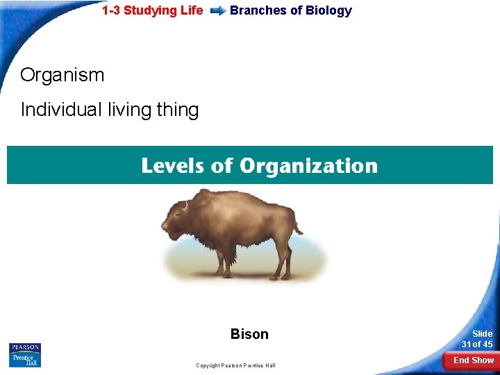 1 -3 Studying Life Branches of Biology Organism Individual living thing Bison Copyright Pearson