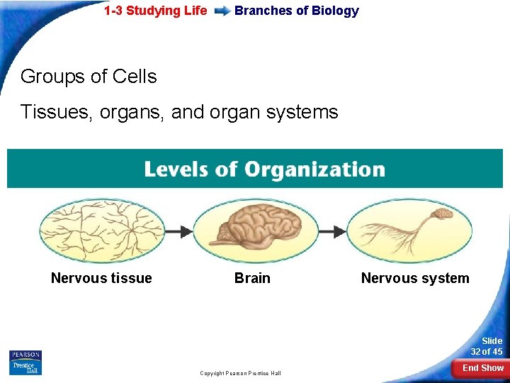 1 -3 Studying Life Branches of Biology Groups of Cells Tissues, organs, and organ