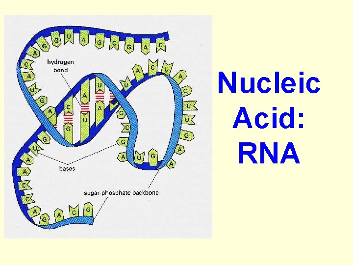 Nucleic Acid: RNA 
