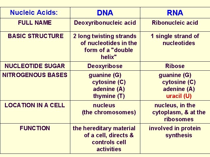 Nucleic Acids: DNA RNA FULL NAME Deoxyribonucleic acid Ribonucleic acid BASIC STRUCTURE 2 long