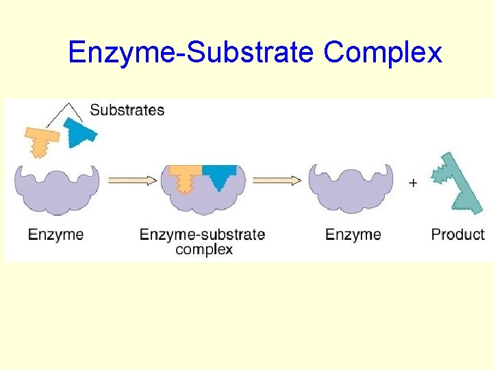 Enzyme-Substrate Complex 