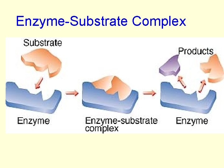 Enzyme-Substrate Complex 