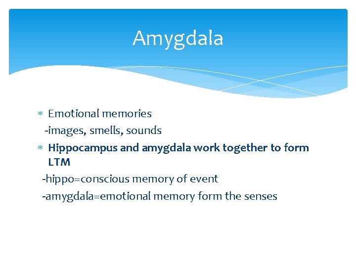 Amygdala Emotional memories -images, smells, sounds Hippocampus and amygdala work together to form LTM