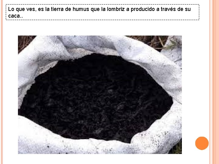 Lo que ves, es la tierra de humus que la lombriz a producido a