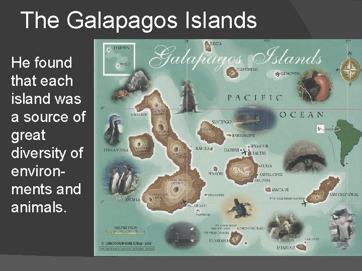 The Galapagos Islands He found that each island was a source of great diversity