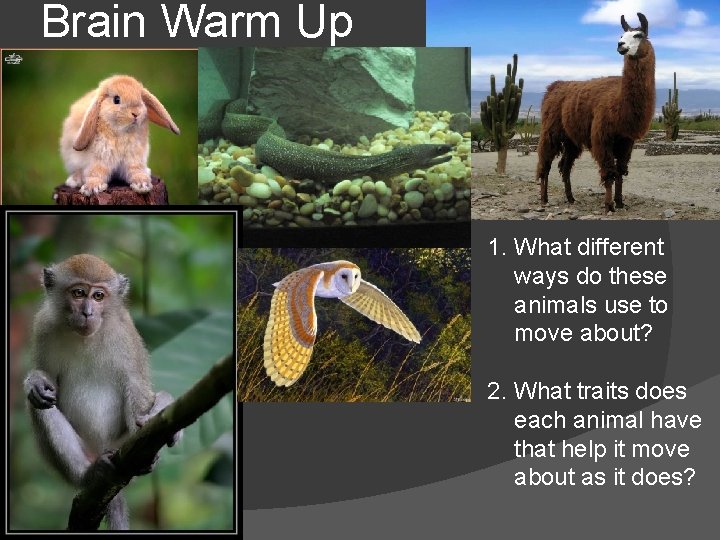 Brain Warm Up 1. What different ways do these animals use to move about?