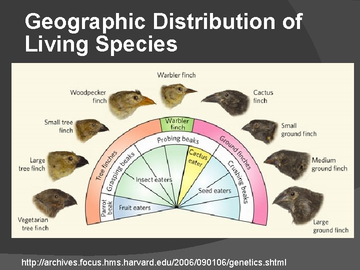 Geographic Distribution of Living Species http: //archives. focus. hms. harvard. edu/2006/090106/genetics. shtml 