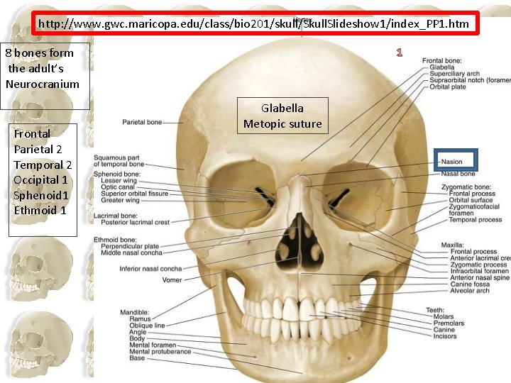 http: //www. gwc. maricopa. edu/class/bio 201/skull/Skull. Slideshow 1/index_PP 1. htm 8 bones form the