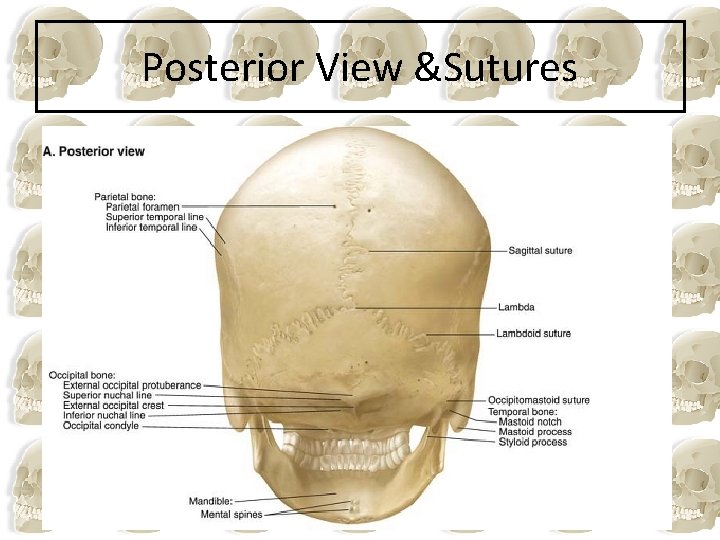 Posterior View &Sutures 