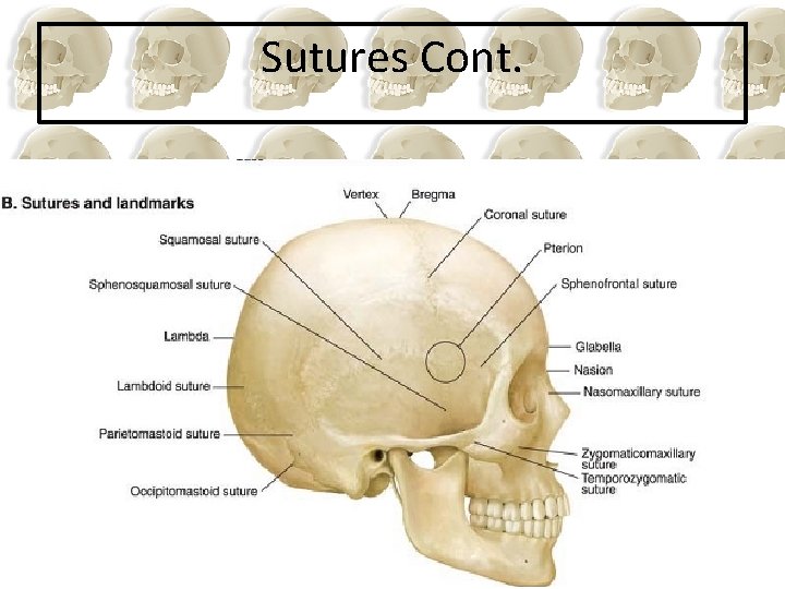 Sutures Cont. 