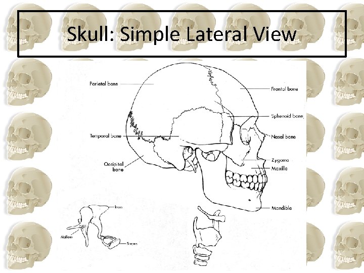 Skull: Simple Lateral View 