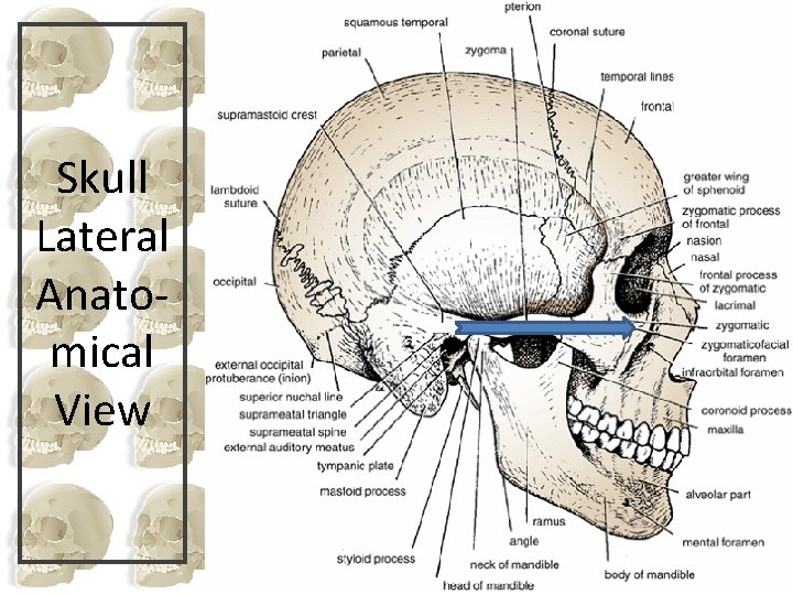 Skull Lateral Anatomical View 