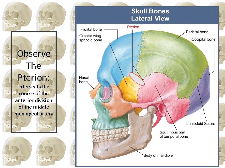 Observe The Pterion: Intersects the course of the anterior division of the middle meningeal