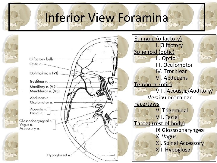 Inferior View Foramina Ethmoid (olfactory) I. Olfactory Sphenoid (optic) II. Optic III. Oculomotor IV.