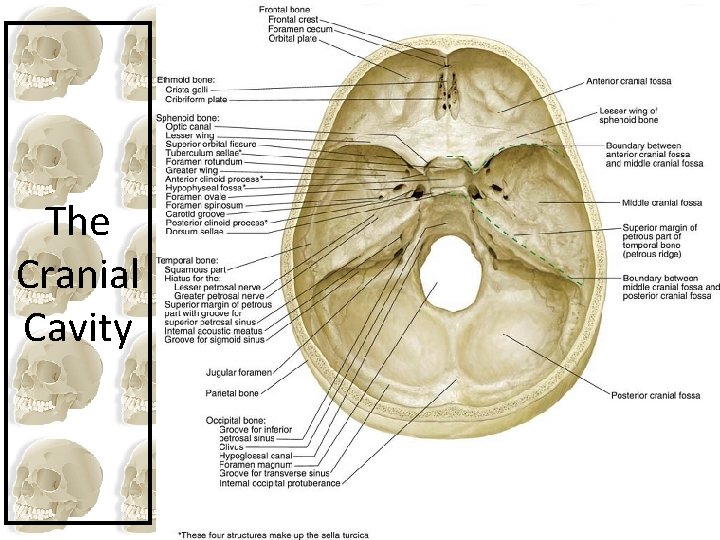 The Cranial Cavity 