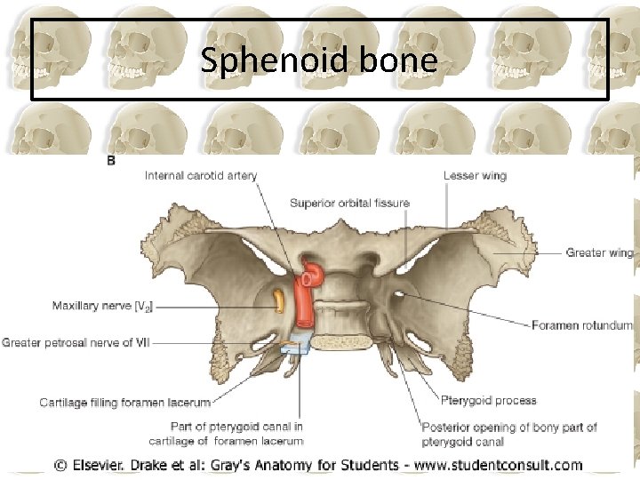 Sphenoid bone 