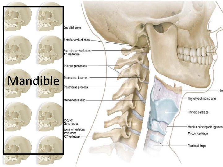 Mandible 