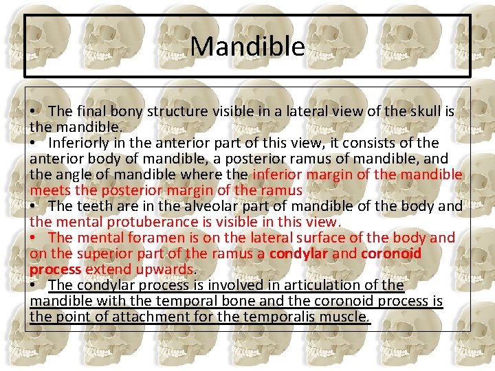Mandible • The final bony structure visible in a lateral view of the skull