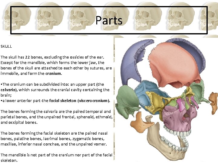 Parts SKULL The skull has 22 bones, excluding the ossicles of the ear. Except