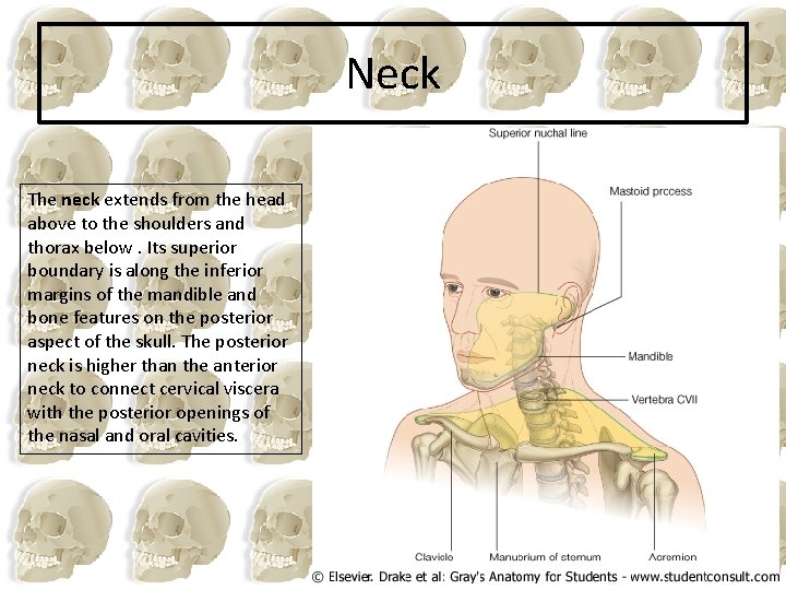 Neck The neck extends from the head above to the shoulders and thorax below.