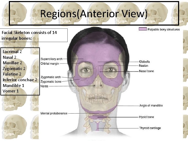 Regions(Anterior View) Facial Skeleton consists of 14 irregular bones: Lacrimal 2 Nasal 2 Maxillae