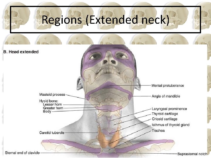 Regions (Extended neck) 