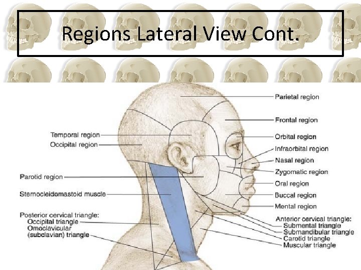 Regions Lateral View Cont. 