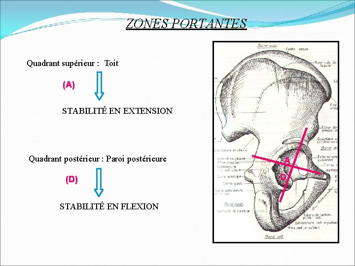 ZONES PORTANTES Quadrant supérieur : Toit (A) STABILITÉ EN EXTENSION Quadrant postérieur : Paroi