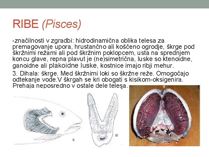 RIBE (Pisces) -značilnosti v zgradbi: hidrodinamična oblika telesa za premagovanje upora, hrustančno ali koščeno