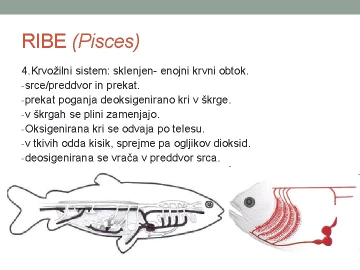 RIBE (Pisces) 4. Krvožilni sistem: sklenjen- enojni krvni obtok. -srce/preddvor in prekat. -prekat poganja