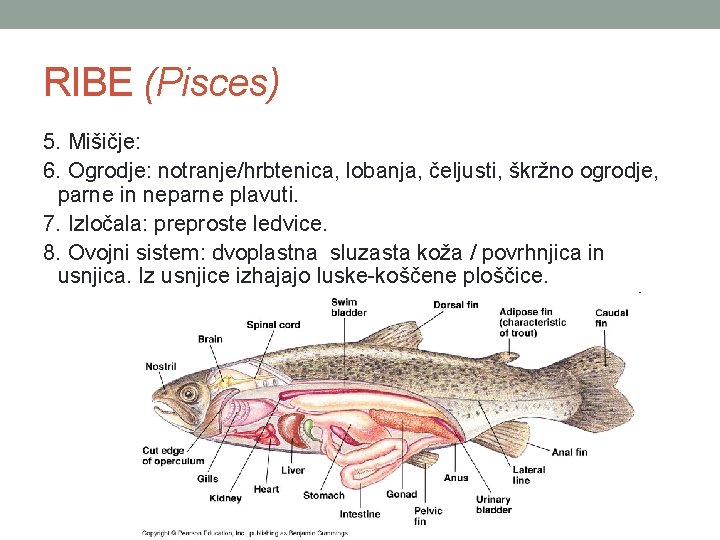 RIBE (Pisces) 5. Mišičje: 6. Ogrodje: notranje/hrbtenica, lobanja, čeljusti, škržno ogrodje, parne in neparne