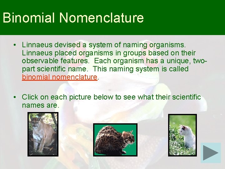 Binomial Nomenclature • Linnaeus devised a system of naming organisms. Linnaeus placed organisms in