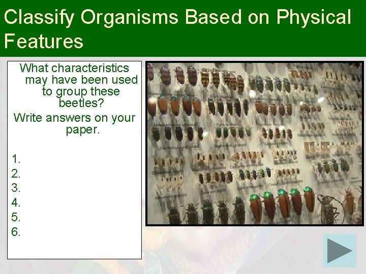 Classify Organisms Based on Physical Features What characteristics may have been used to group